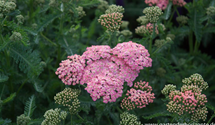 Achillea millefolium 'Lachsschönheit'