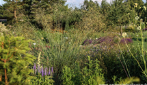 Stipa gigantea