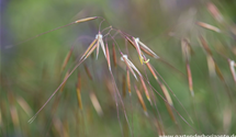 Stipa gigantea