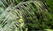 Stipa gigantea