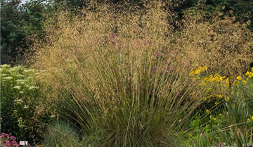 Stipa gigantea