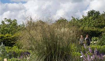 Stipa gigantea