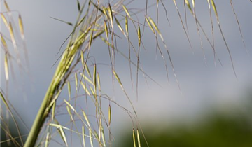 Stipa gigantea