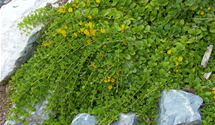 Lysimachia nummularia