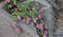 Origanum rotundifolium 'Kent Beauty'