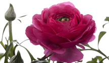 Ranunculus asiaticus