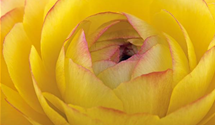 Ranunculus asiaticus