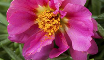 Portulaca grandiflora