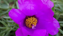 Portulaca grandiflora