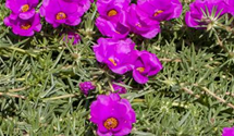 Portulaca grandiflora