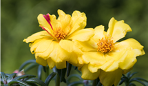 Portulaca grandiflora