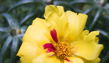 Portulaca grandiflora