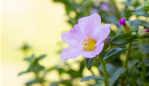 Portulaca grandiflora