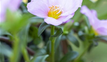 Portulaca grandiflora