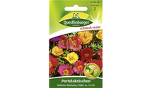 Portulaca grandiflora