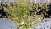 Alisma parviflora