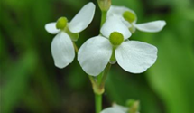 Alisma parviflora