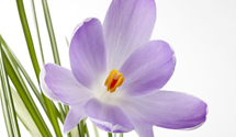 Crocus sativus