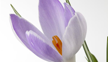 Crocus sativus