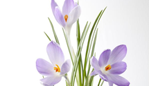Crocus sativus