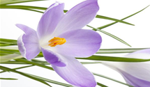 Crocus sativus
