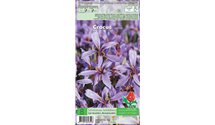 Crocus sativus