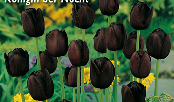 Tulipa 'Queen of Night'
