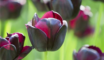 Tulipa 'Queen of Night'