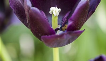 Tulipa 'Queen of Night'