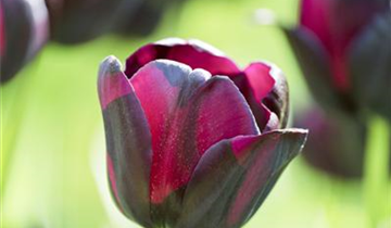 Tulipa 'Queen of Night'