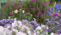 Aster novae-angliae 'Andenken an P.Gerber'