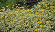 Heliopsis scabra 'Lorraine 'Sunshine' -R-