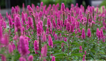 Veronica spicata 'First Love'