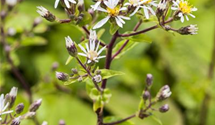 Aster divaricatus
