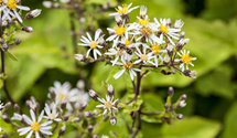 Aster divaricatus