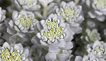 Sedum spathulifolium 'Cape Blanco'