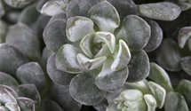 Sedum spathulifolium 'Cape Blanco'
