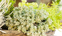 Sedum spathulifolium 'Cape Blanco'