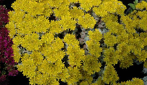 Sedum spathulifolium 'Cape Blanco'