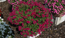 Phlox drummondii