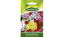 Phlox drummondii