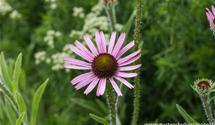 Echinacea tennesseensis 'Rocky Top'