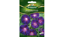 Ipomoea tricolor 'Grandpa Ott'