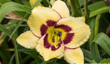 Hemerocallis x cult.'El Desperado'