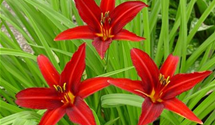 Hemerocallis x cult.'Crimson Pirate'