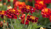 Tagetes patula 'Carmen'