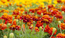 Tagetes patula 'Carmen'
