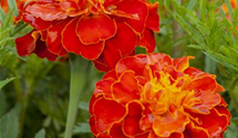 Tagetes patula 'Carmen'