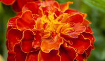 Tagetes patula 'Carmen'