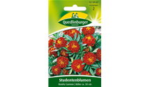 Tagetes patula 'Carmen'